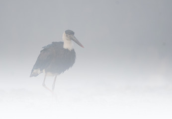 Woolly-necked storkin Misty morning
