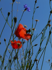 poppy flowers blue sky