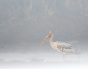 Painted Stork