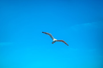 Fototapeta na wymiar seagull on blue sky