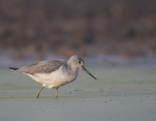 Common Green Shank  