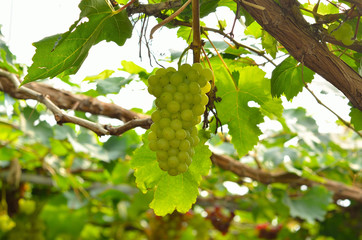grapes in vineyard