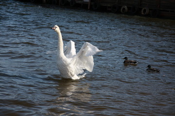 łabędź, ptak, woda, smutek, nostalgia, wytworny, dumny, natura, przyroda, dokarmianie ptaków, pisklęta, matka, fruwać, biały ptak © klimekm