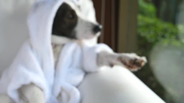 Pampered Spoiled Dog Doesn't Eat A Birthday Cake. Funny 4K Video. 