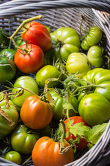 Frisch geerntete Tomaten in einem Korb
