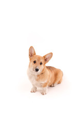 Cute puppy Corgi isolated on white