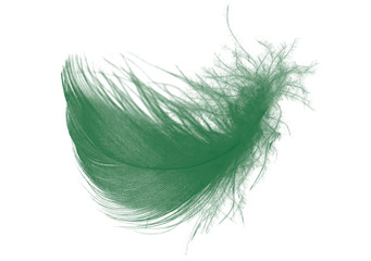 Fototapeta premium Beautiful florida keys colors tone feather isolated on white background ,trends color 2018 