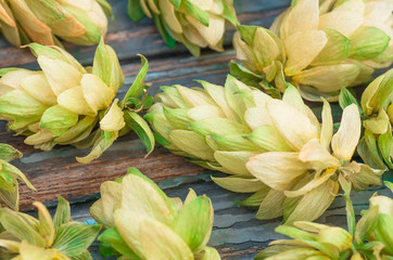 hop cones for making beer and bread, closeup
