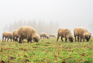 sheep in the fog early in the morning on a pasture