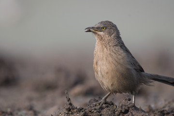Common babbler 