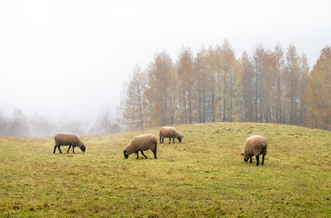 Fototapeta premium sheep in the fog early in the morning on a pasture