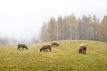 Naklejka na ściany i meble sheep in the fog early in the morning on a pasture