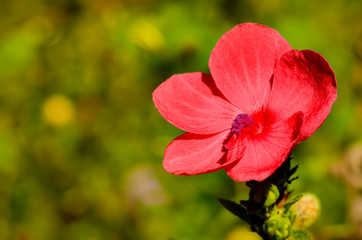 pink flowers  born in the meadow,  beautiful nature in the sunshine day.