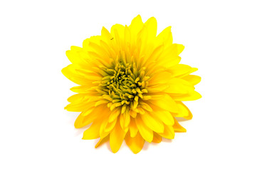 Colorful aster flowers isolated on white background