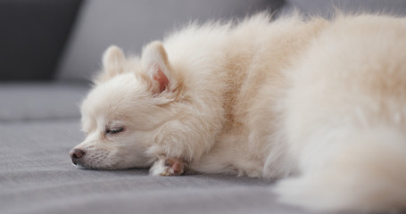 Dog pomeranian sleeping on sofa