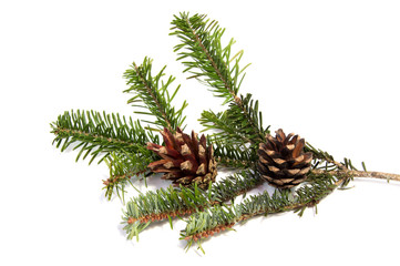 Fir cone on a branch. Coniferous tree.