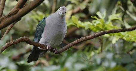 Grey bird with green wing