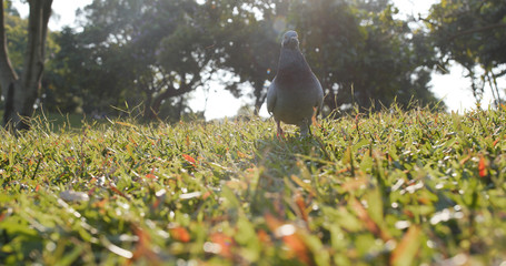 Pigeons eat on the grass
