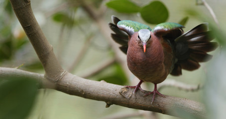 Pink neck green pigeon