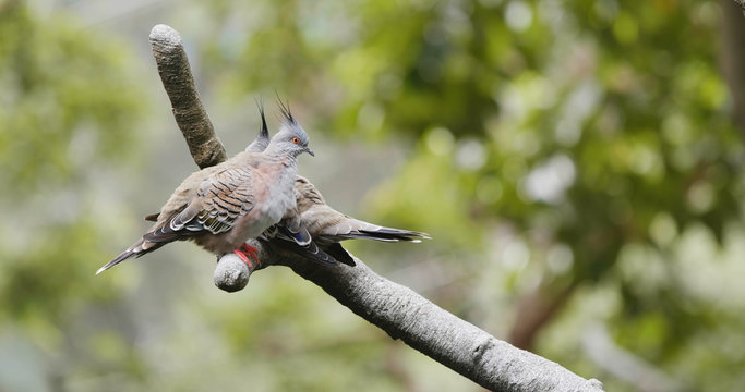 Couple of crested pigeon