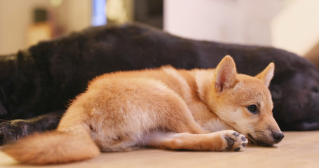 Cute little shiba dog sleep at home