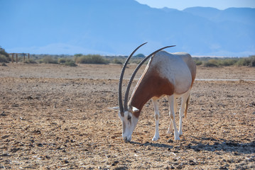 Antelope scimitar horn Oryx (Oryx leucoryx).Due to danger of extinction, the species was introduced...