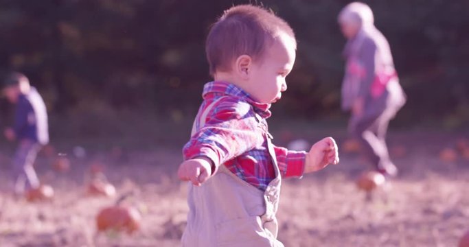 Toddler boy walking through pumpkin patch in autumn -