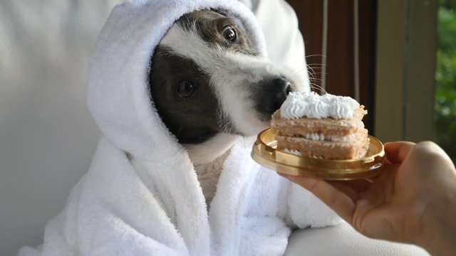 Dog In Bathrobe Eating Birthday Cake At Home. Closeup. 4K. 