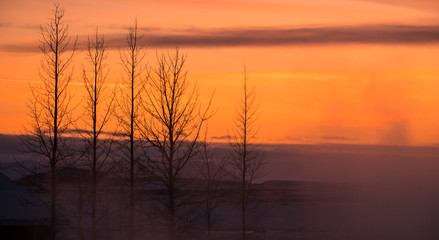 Silhouettes of trees at sunset, Iceland