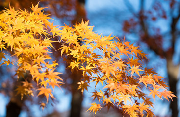 Autumn Colors in Japan.Beautiful  maple leaves