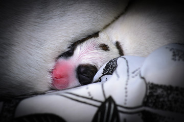 Psie szczeniaki Jack Russell terrier zaraz po urodzeniu. © Rajtar photography