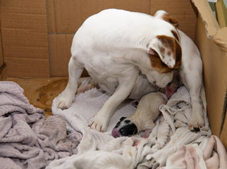 Psie szczeniaki Jack Russell terrier zaraz po urodzeniu, opiekuje się nimi psia mama. © Rajtar photography