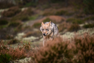 The gray wolf or grey wolf (Canis lupus) standing on a rock
