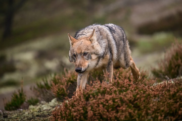 The gray wolf or grey wolf (Canis lupus) standing on a rock