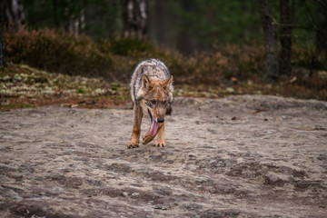 The gray wolf or grey wolf (Canis lupus) standing on a rock