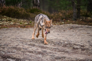 The gray wolf or grey wolf (Canis lupus) standing on a rock