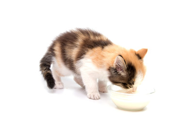 A cat is isolated on white background