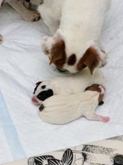 Psie szczeniaki Jack Russell terrier zaraz po urodzeniu, opiekuje się nimi psia mama.
