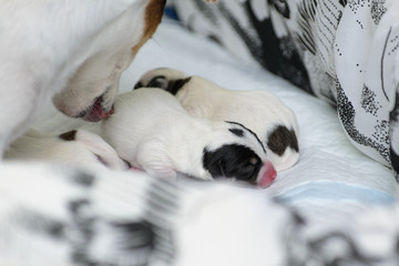 Psie szczeniaki Jack Russell terrier zaraz po urodzeniu, opiekuje się nimi psia mama. - obrazy, fototapety, plakaty