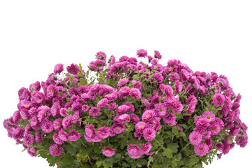 Bouquet of chrysanthemum flowers, isolated on white background