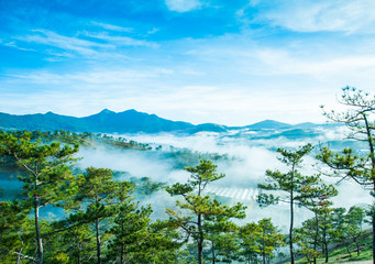 Da Phu pine hill at the morning