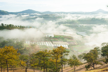 Da Phu pine hill at the morning
