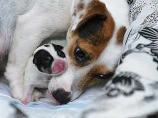 Psie szczeniaki Jack Russell terrier zaraz po urodzeniu, opiekuje się nimi psia mama.