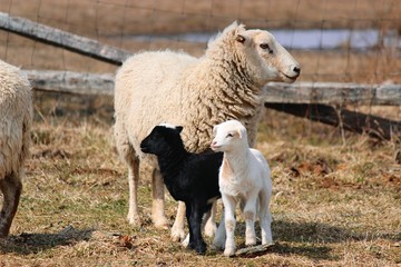 Obraz premium Mother sheep with Black and White Baby Lambs