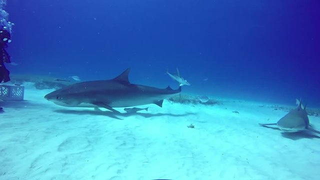 Diving with shark underwater on sandy bottom of Tiger Beach Bahamas. Swimming with a predator Carcharhinus leucas in pure blue water of Atlantic Ocean.