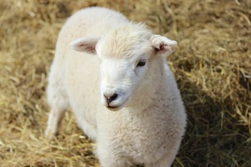 Cute Young Lamb