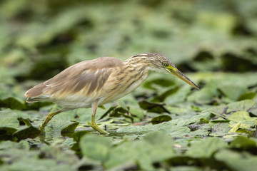 Squacco heron