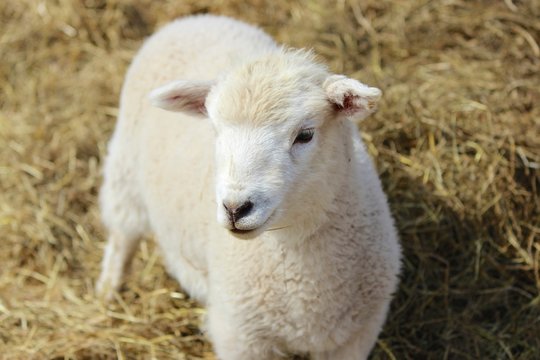 Cute Young Lamb