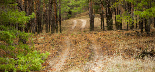 Road in the forest. Background, panorama.