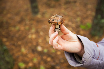 Mushroom shows a mushroom in hand